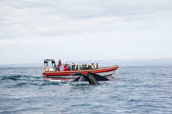 Big Whales & Puffins RIB boat tour from Húsavík - What the small RIB changes