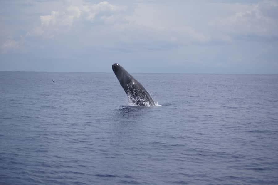 Black River: Dolphin Swim and Whale Watching by Speedboat - Setting out from Black River