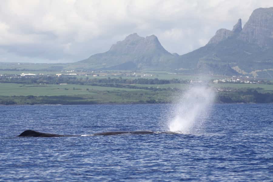 Black River: Dolphin Swim and Whale Watching by Speedboat - Watching sperm whales and seasonal humpbacks