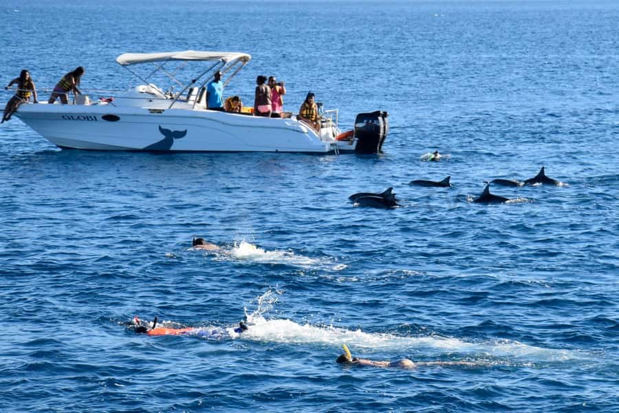 Black River: Dolphin Swim and Whale Watching by Speedboat - Is the $129 price good value?