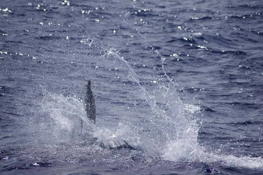 Black River: Dolphin Swim and Whale Watching by Speedboat - Practical details for a smoother morning