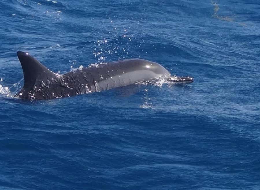 Black River: Swim with Dolphin Speed Boat Tour with lunch - Key points to know before you book