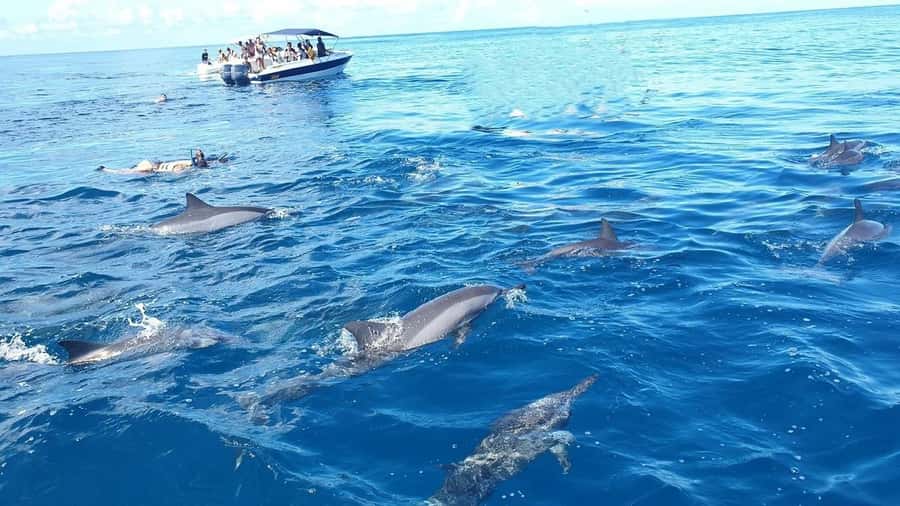 Black River: Swim with Dolphin Speed Boat Tour with lunch - From Flic en Flac to the open water