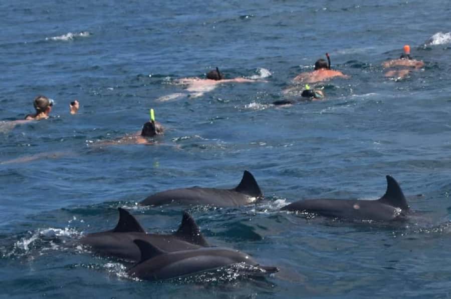 Black River: Swim with Dolphin Speed Boat Tour with lunch - Crystal Rock and the reef stop