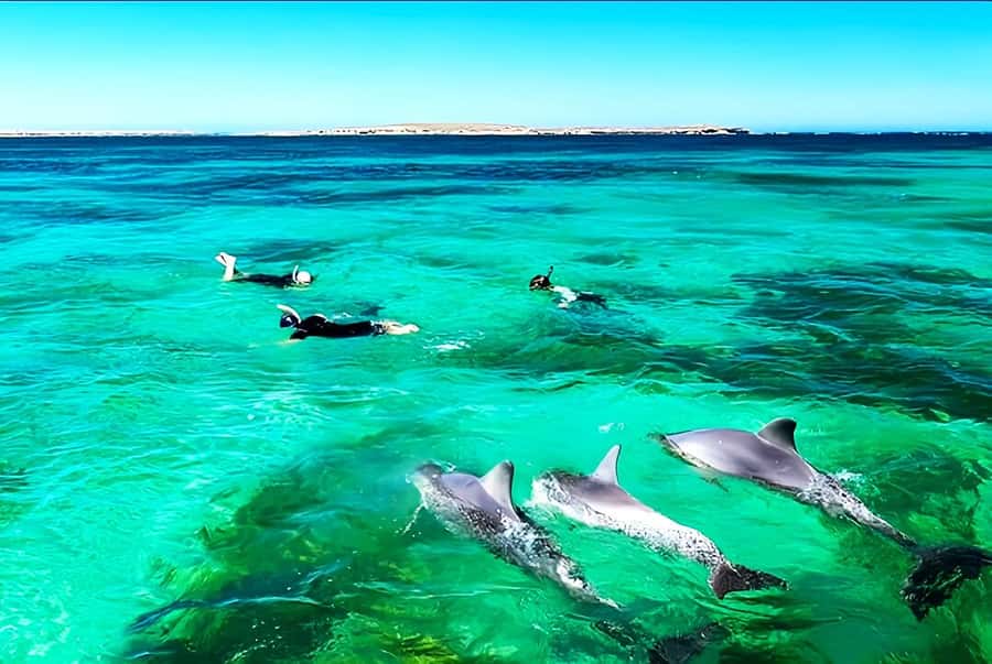 Black River: Swim with Dolphin Speed Boat Tour with lunch - Crew service and group atmosphere