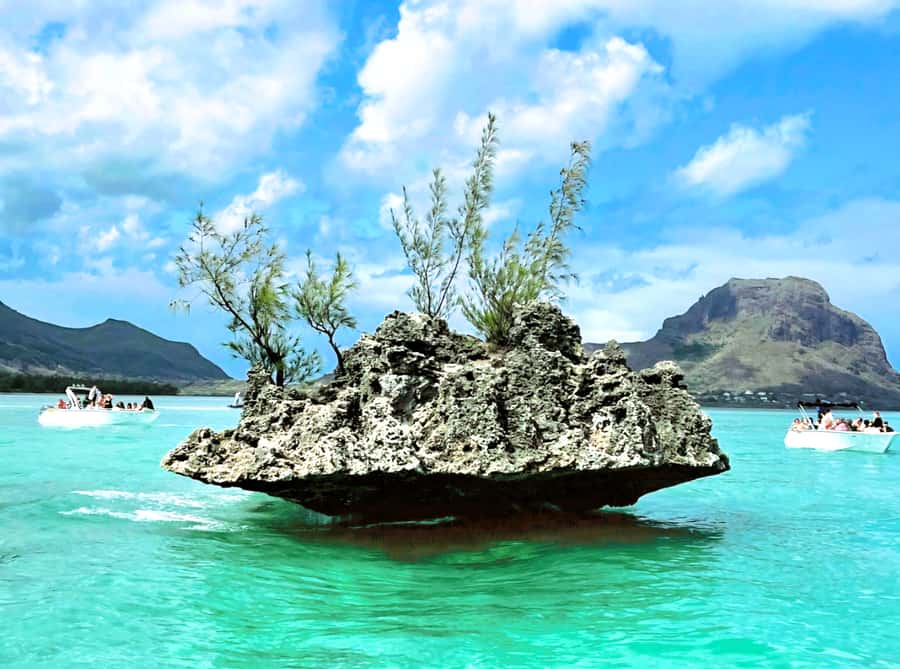 Black River: Swim with Dolphin Speed Boat Tour with lunch - Is $74 good value?