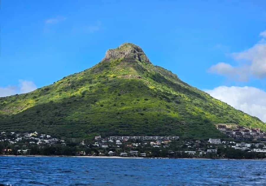 Black River: Swim with Dolphin Speed Boat Tour with lunch - Who should book this outing?