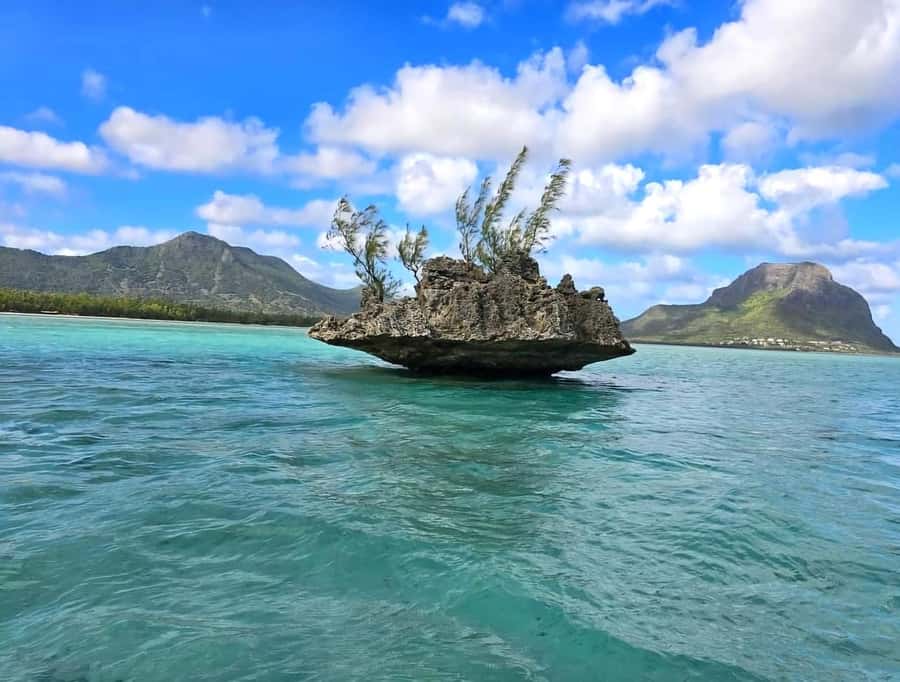 Black River: Swim with Dolphin Speed Boat Tour with lunch - Meeting dolphins without treating them like a show