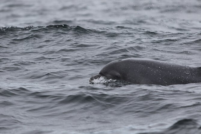 Blasket Island Sea Life Rib Tour, - Dolphins, whales, seals, and seabirds