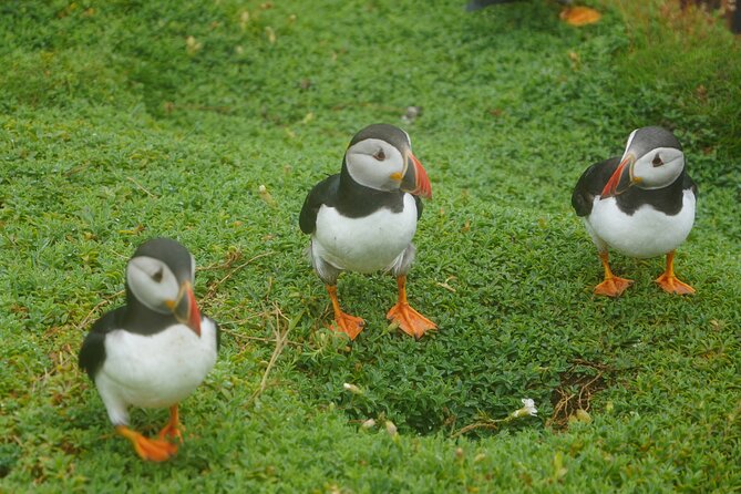 Blasket Island Sea Life Rib Tour, - Is the $116.14 price good value?