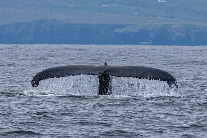 Blasket Island Sea Life Rib Tour, - Who will enjoy this boat trip most?