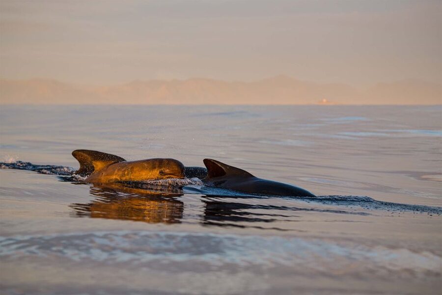 Bleik: Whale Watching by Speedboat with Puffins and Muffins - Key points to know before booking