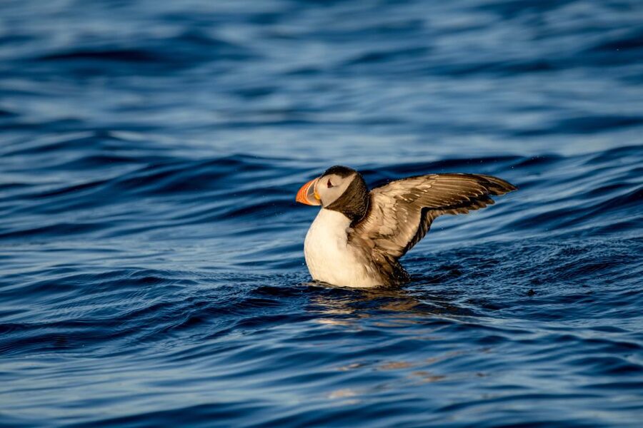 Bleik: Whale Watching by Speedboat with Puffins and Muffins - Who should book this Bleik safari?