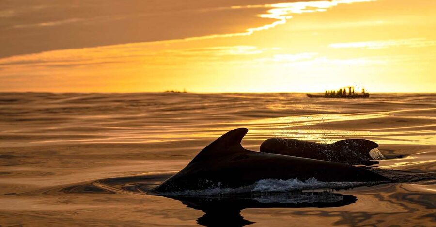 Bleik: Whale Watching by Speedboat with Puffins and Muffins - From Bleik Marina to the open sea