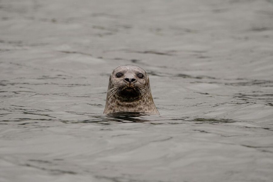 Bleik: Whale Watching by Speedboat with Puffins and Muffins - Searching the Bleik Canyon for whales
