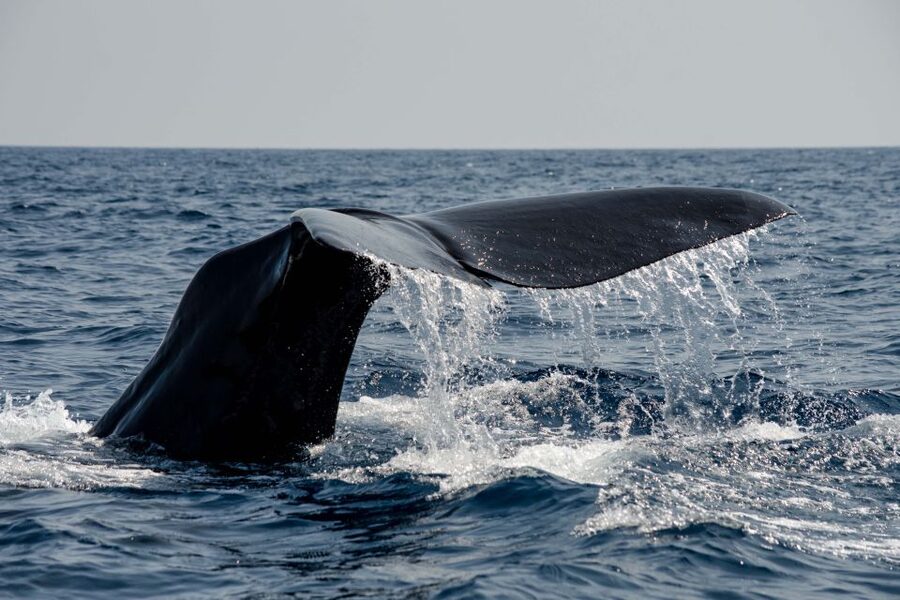 Bleik: Whale Watching by Speedboat with Puffins and Muffins - Puffins, eagles, and the bird-watching stop