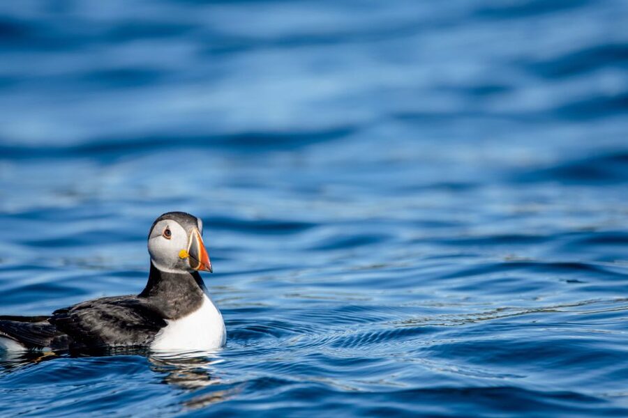 Bleik: Whale Watching by Speedboat with Puffins and Muffins - Warm suits, rough waves, and what to bring