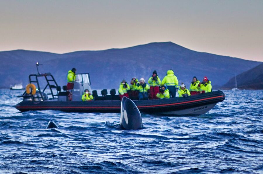 Bleik: Whale Watching by Speedboat with Puffins and Muffins - Is $199 a fair price?