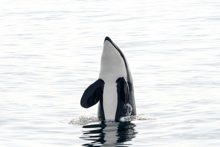 Bleik: Whale Watching by Speedboat with Puffins and Muffins - Why a 12-person RIB makes a difference