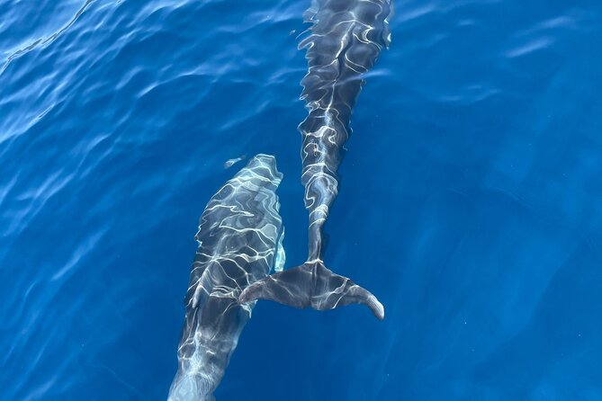 Blue cave tour with a speedboat-small group - Who will enjoy this boat trip most