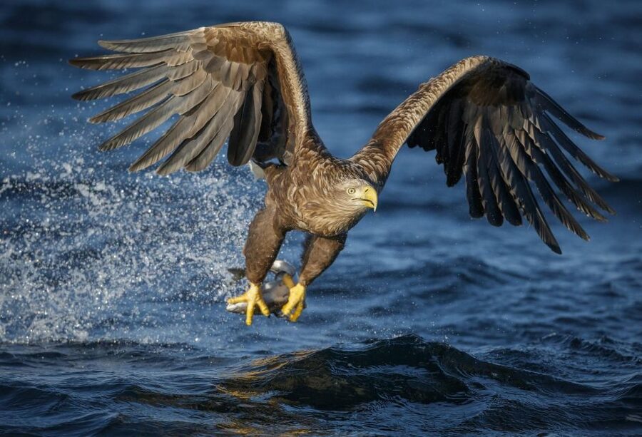 Bodø: Saltstraumen Sea Eagle Trip by RIB - Who should book this RIB outing?