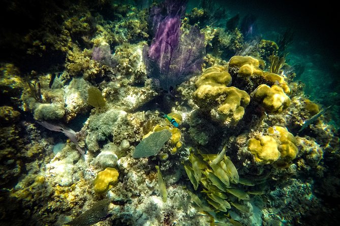 Breathtaking experience driving a speedboat in Cancun with Snorkeling included - Snorkeling at Punta Nizuc and the underwater museum