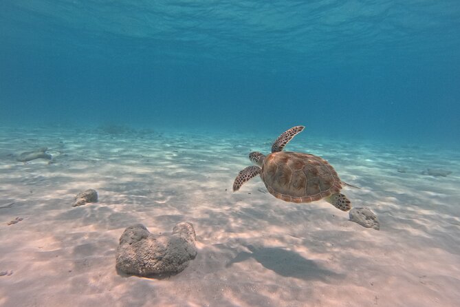 BVI Daytrip on private powerboat with snorkeling - Leaving Road Town at 9:00 a.m.
