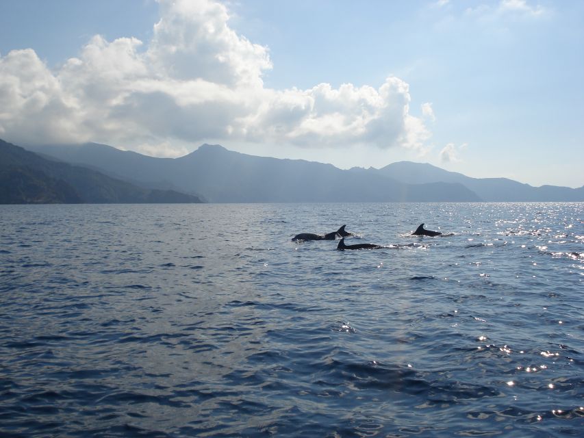 Calvi: Private Speedboat Tour to Wild Beaches with Aperitif - Key points to know before booking