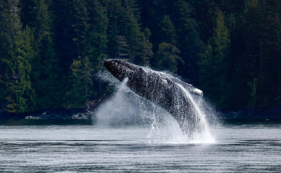 Campbell River: 4 Hour Whale & Wildlife Zodiac Boat Tour - Key reasons to consider this Campbell River boat tour