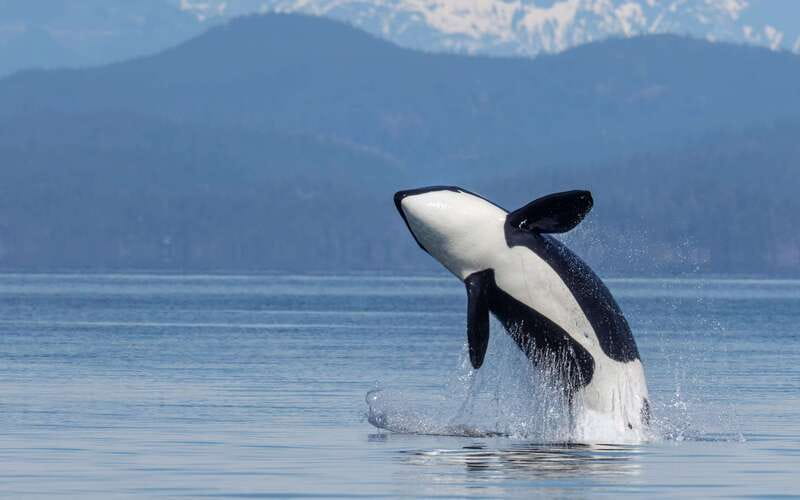 Campbell River: 4 Hour Whale & Wildlife Zodiac Boat Tour - Searching for orcas, humpbacks, and dolphins