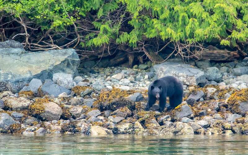 Campbell River: 4 Hour Whale & Wildlife Zodiac Boat Tour - Listening underwater with the onboard hydrophone
