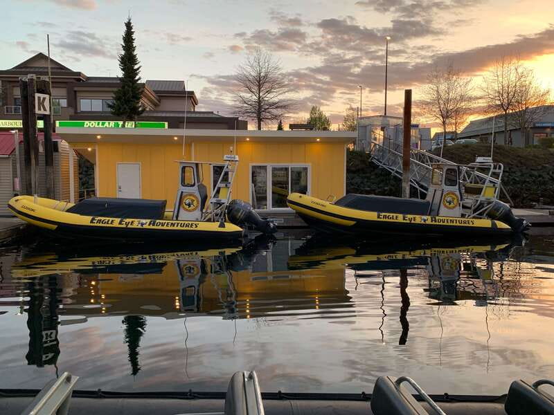 Campbell River: 4 Hour Whale & Wildlife Zodiac Boat Tour - Booking details worth knowing