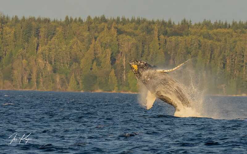 Campbell River: 6 Hour Zodiac Whale Watching Tour w/ Lunch - Dolphins, seals, sea lions, and the smaller surprises