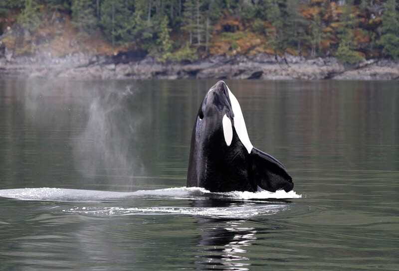 Campbell River: 6 Hour Zodiac Whale Watching Tour w/ Lunch - Hearing whales through the hydrophone