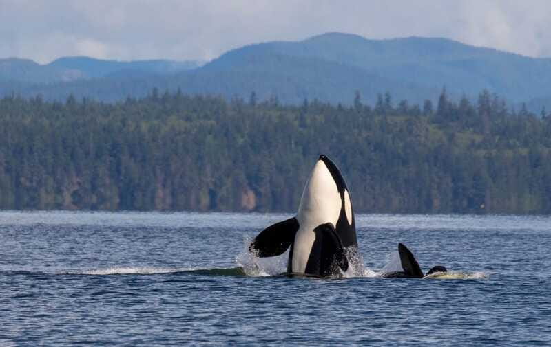 Campbell River: 6 Hour Zodiac Whale Watching Tour w/ Lunch - Lunch, drinks, and staying comfortable