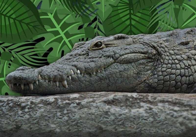 Cancun: Speedboat Adventure & Crocodile Sighting - What you need to bring, and what costs extra