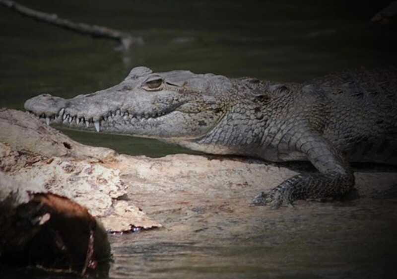Cancun: Speedboat Adventure & Crocodile Sighting - Is $139 a fair price?