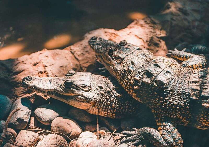 Cancun: Speedboat Adventure & Crocodile Sighting - What the mangroves add to the ride