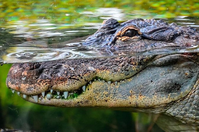 Cancun Speedboat with Crocodile Watching Jungle Tours Adventure - The Speedboat Ride Is More Than Transportation