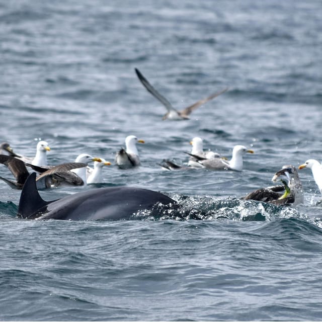 Cascais: Dolphin Watching Speedboat Tour - Key points before you book