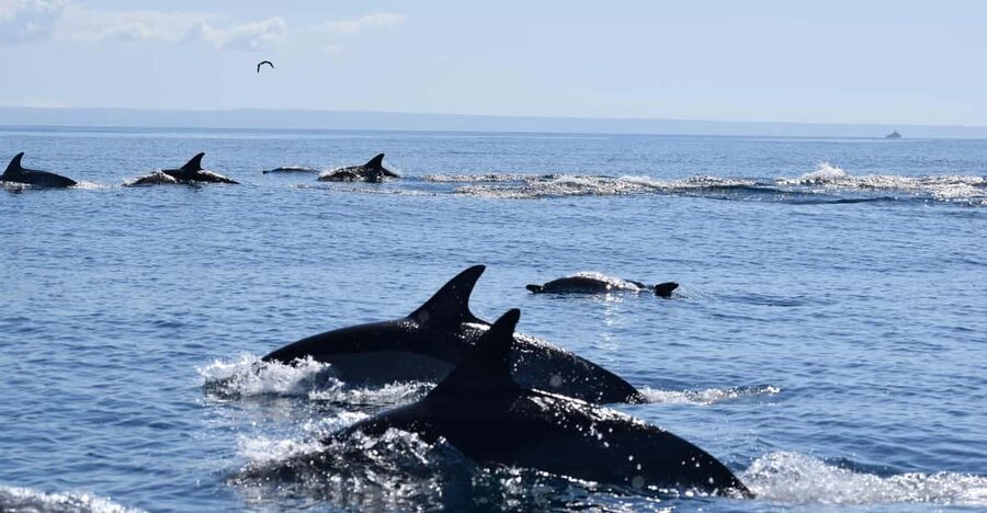 Cascais: Dolphin Watching Speedboat Tour - Leaving Cascais Marina for the open Atlantic