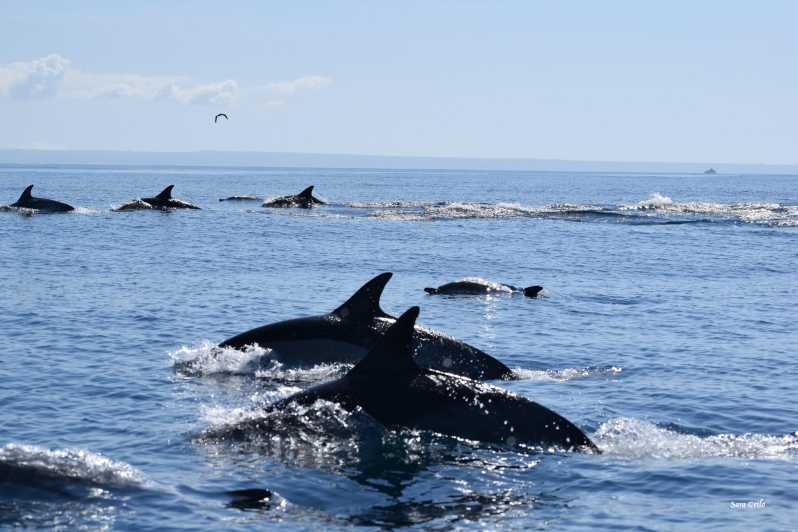Cascais: Dolphin Watching Speedboat Tour - The secret stop: one hour of watching wild animals