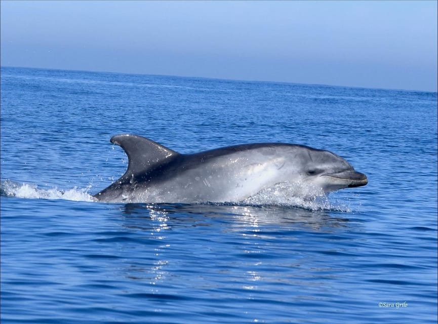 Cascais: Dolphin Watching Speedboat Tour - Sea conditions, comfort, and what to pack
