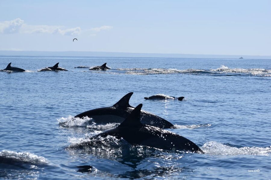Cascais: Dolphin Watching Speedboat Tour - How much value do you get for $76?