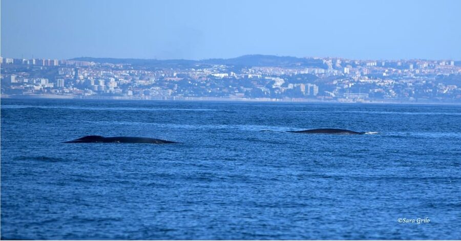 Cascais: Dolphin Watching Speedboat Tour - When to go, and how to build it into your day