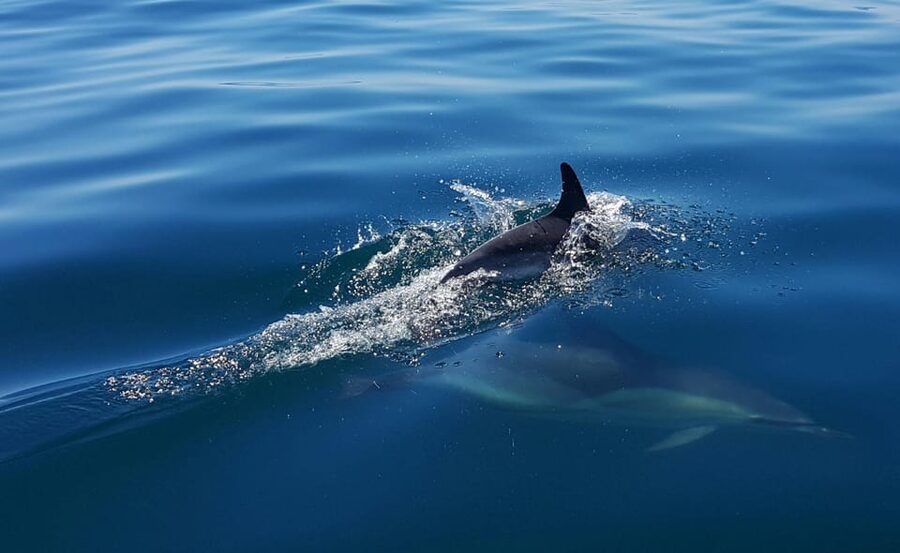 Cascais: Dolphin Watching Speedboat Tour - Who should book this Cascais boat trip?