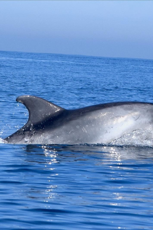 Cascais: Dolphin Watching Speedboat Tour - The first hour: speed, spray, and coastal views