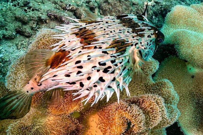 Cham Island Trip by Speed Boat including Snorkeling from Hoi An or Da Nang - What the 45-minute snorkeling session is really like
