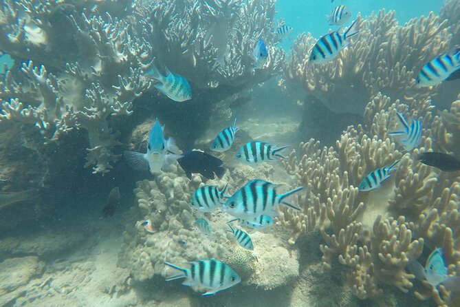 Cham Islands Snorkeling Tour by SpeedBoat from Da Nang - Bai Chong, lunch, and time to slow down