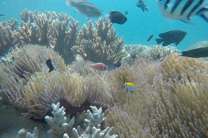 Cham Islands Snorkeling Tour by SpeedBoat from Da Nang - What the $53 price really includes